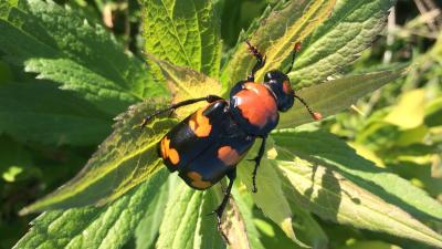 American Burying Beetle Potential Habitat, South Kingston