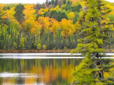 Forest and Carbon Sequestration in Minnesota