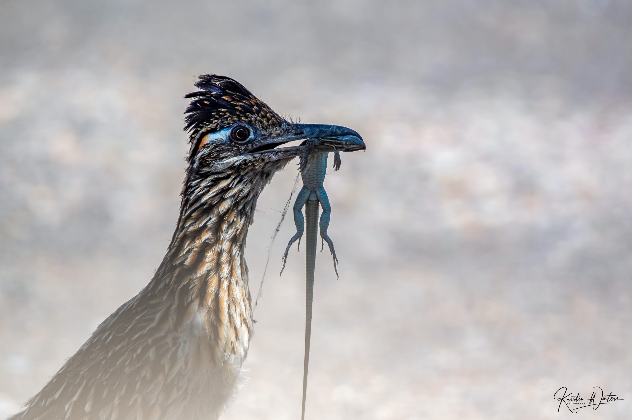 All About The New Mexico State Bird: Roadrunners