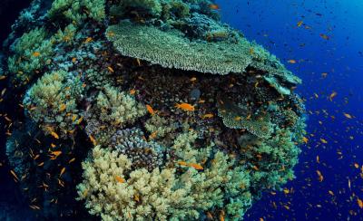The Beauty of Coral Reefs