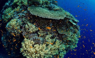 Coral reef skeletons crafted from 3D-printed calcium carbonate