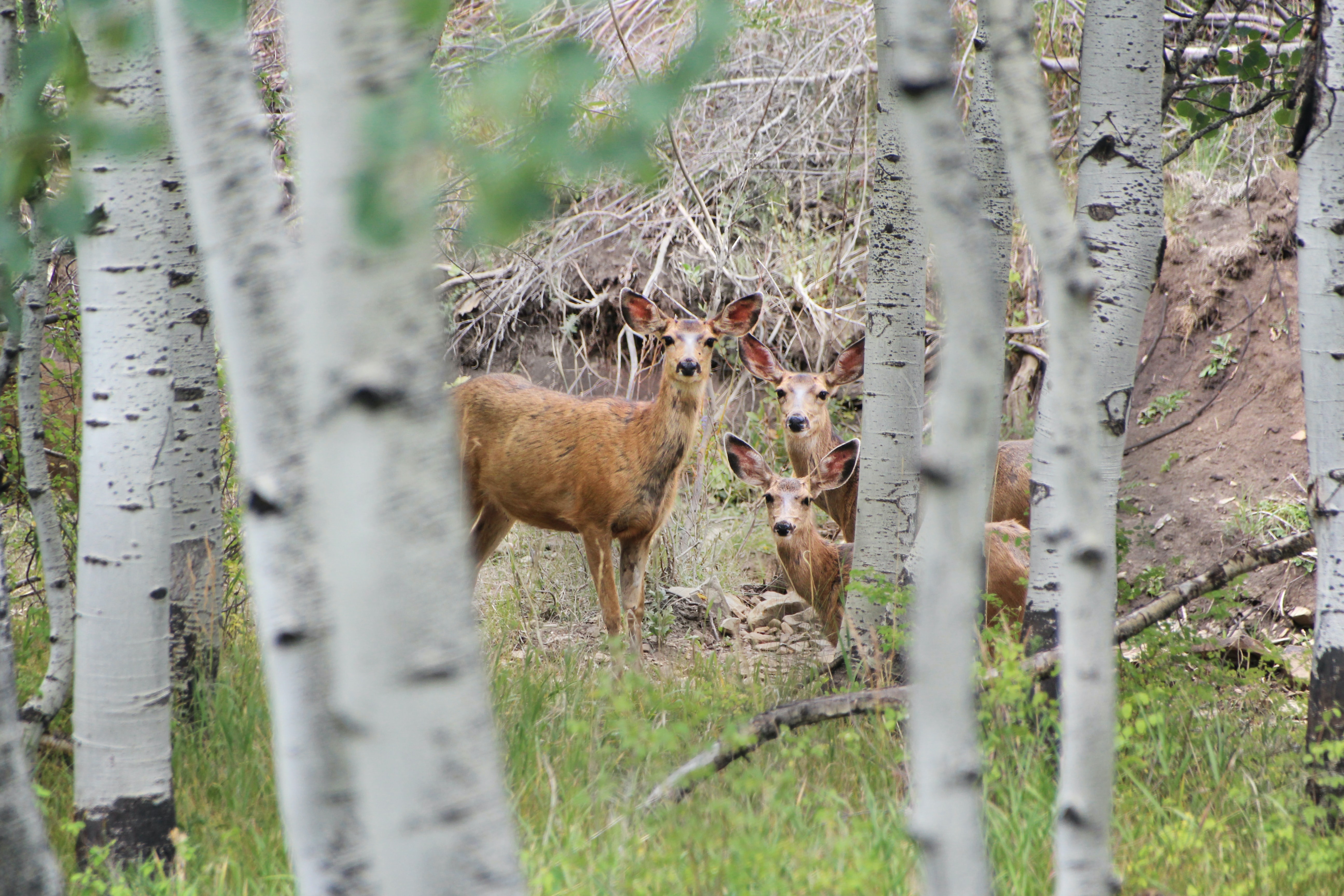 Diseases In Deer   BqnEc0LWgVRYDA9ZpecdG 