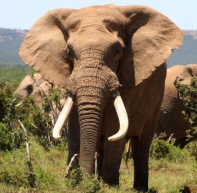 The Decline in elephant population due to Elephant Poaching