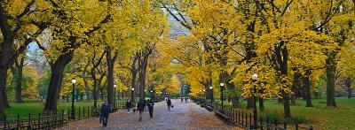 Where Street Trees should be Planted in NYC