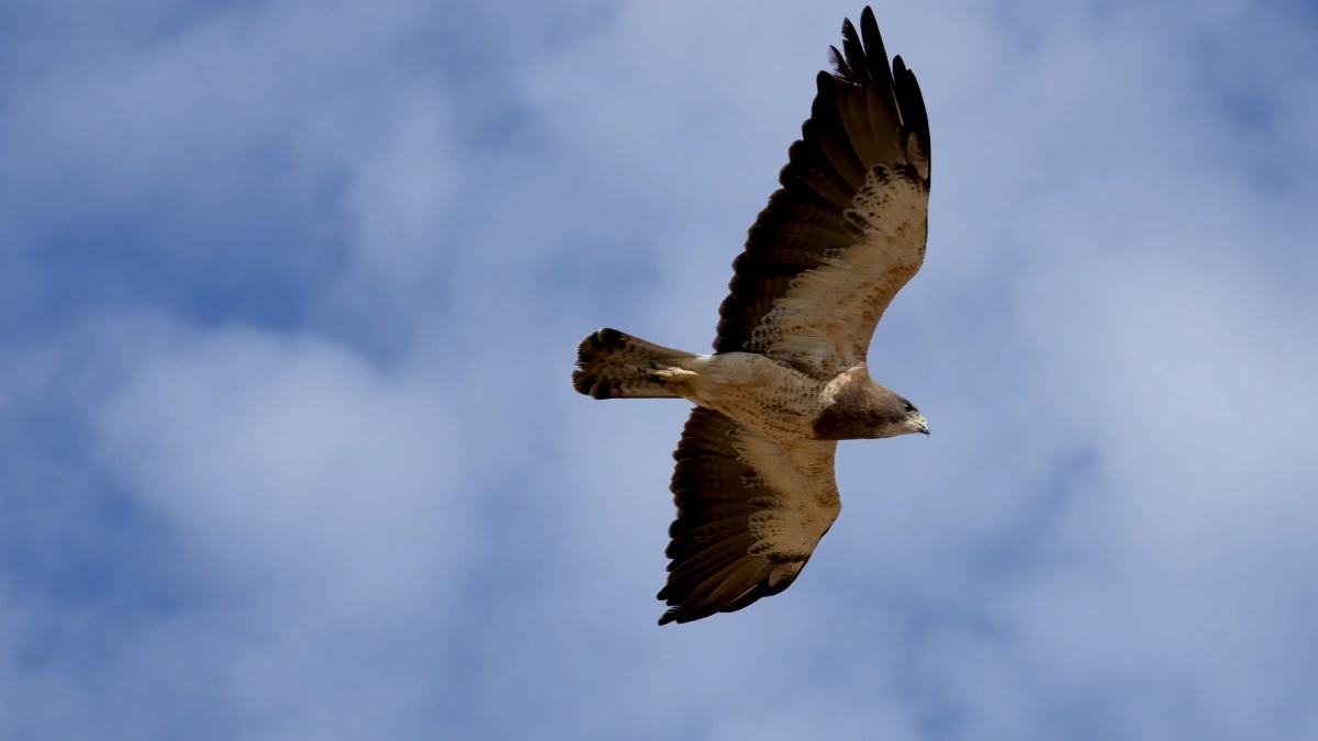 Exploring Bird Migration Map – Environment for the Americas