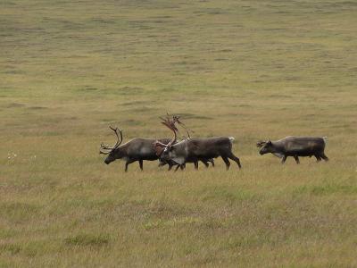 The Great Caribou Migration