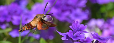 Pollinator Conservation Activities Around Campus