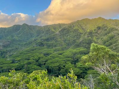 Waiakeakua Forest Restoration