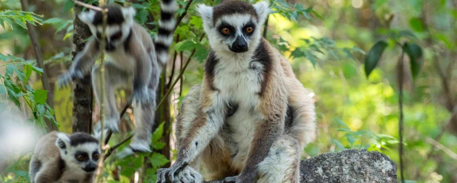 Conservation Of The Ring-Tailed Lemur