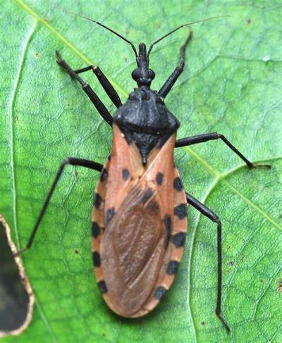 Chagas Disease