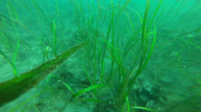 Restoration of Eelgrass in the Salish Sea