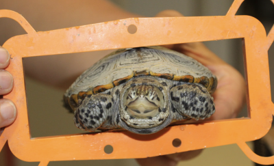 Barnegat Bay Bycatch Reduction Devices Investigation