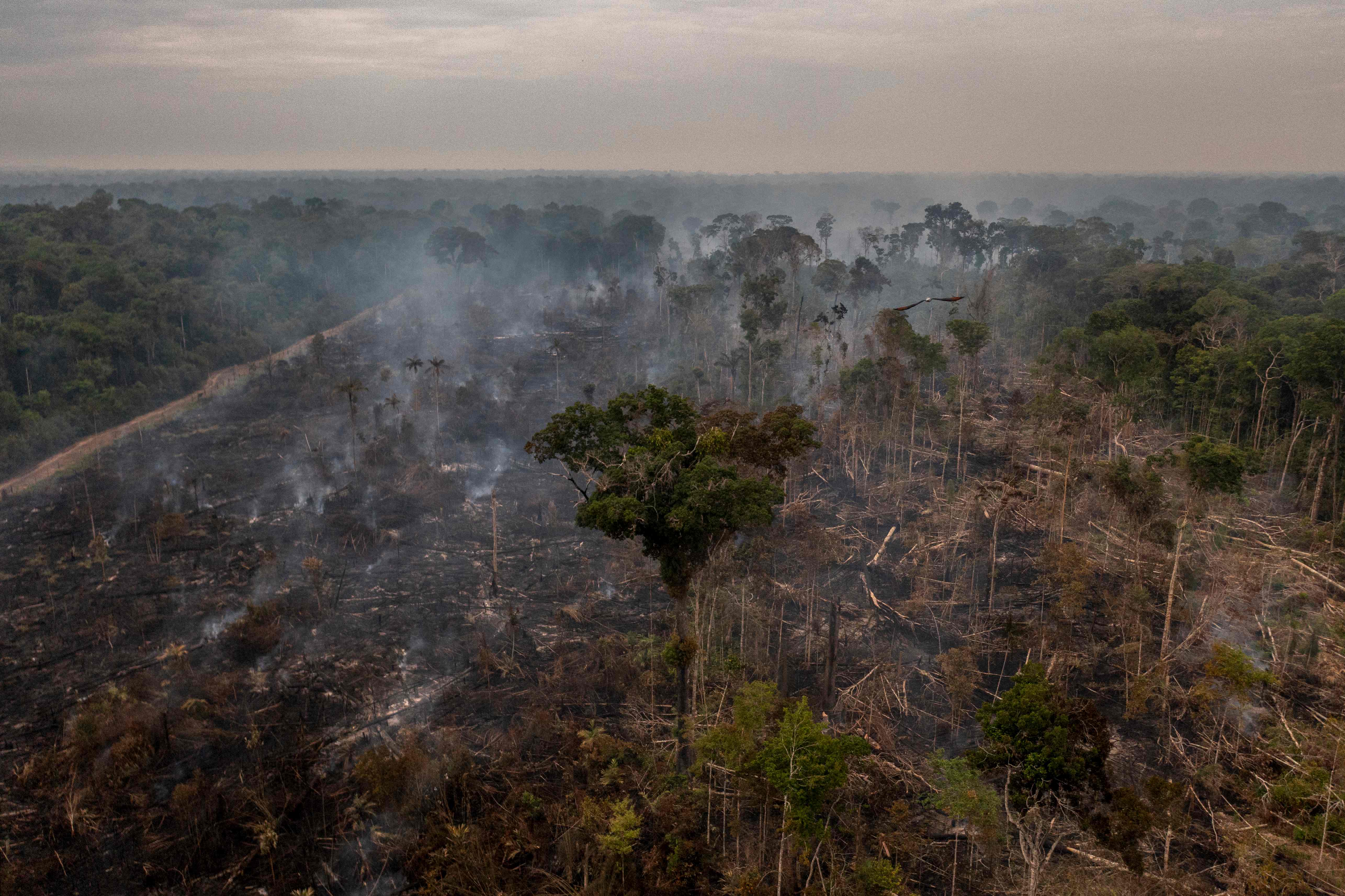 Habitat Destruction in Amazon, Brazil