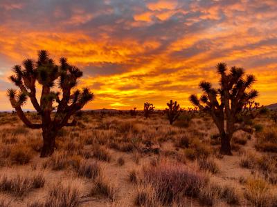 How the desert will help us tackle climate change