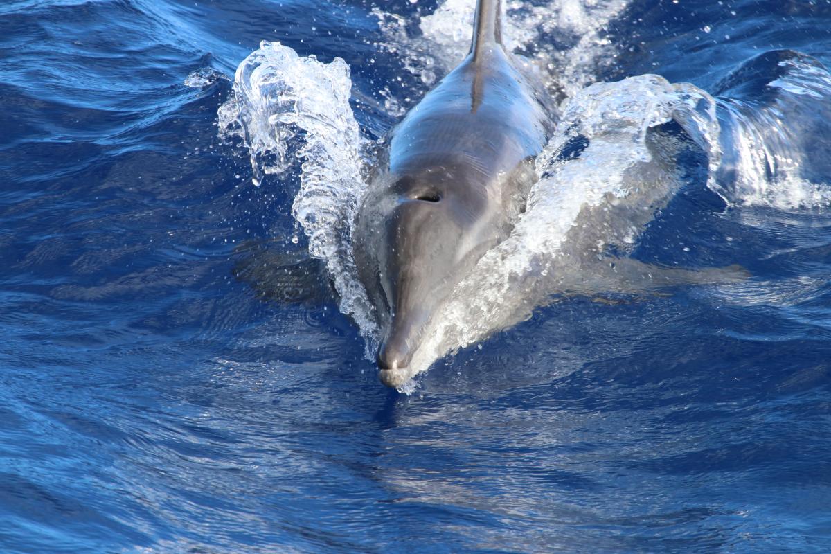 Eavesdropping on the Secret Lives of Dolphins in New York Harbor - The New  York Times