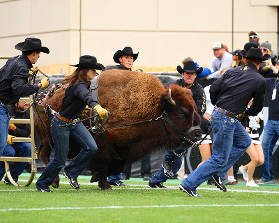 As CU's buffalo Ralphie V retires, she makes room for a new buff
