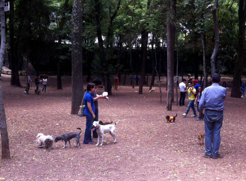 Lleva a tu mascota a estos 5 parques para perros en CDMX