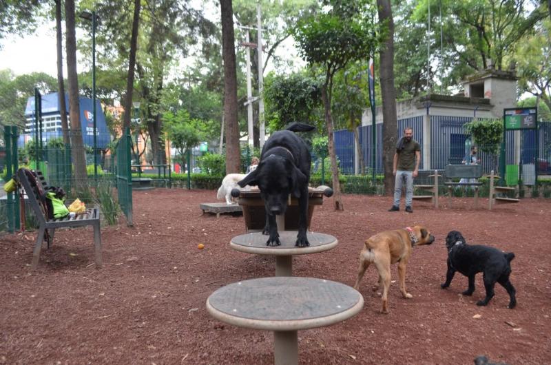 Parques Pet friendly en la CDMX