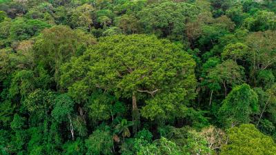 Deforestation In South America