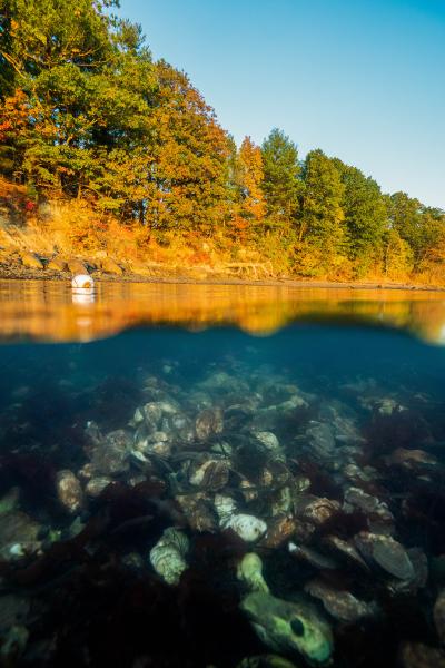 Direct Seafood Sales  New Hampshire Sea Grant