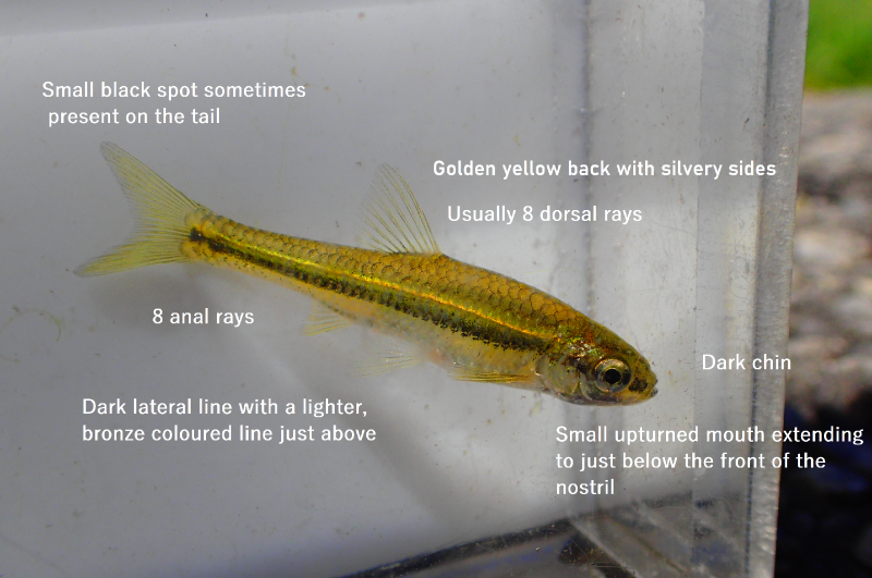 Pugnose Minnow – Discover Fishes