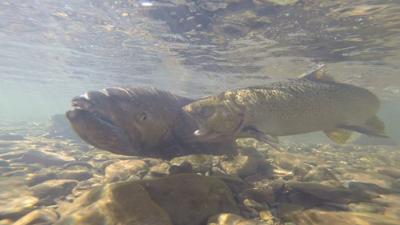 Loss of Salmon and Steelhead in the Upper Snake River Basin: