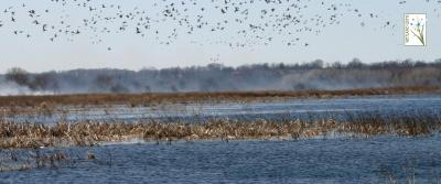 Workhorse Wetland Gems