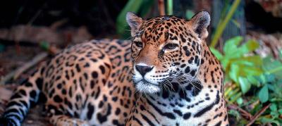 Recontextualizing Human Jaguar Conflict