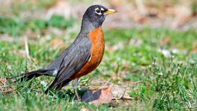 Life of Birds in New Hampshire