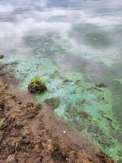 Blue-Green Algae - Hastings Prince Edward Public Health