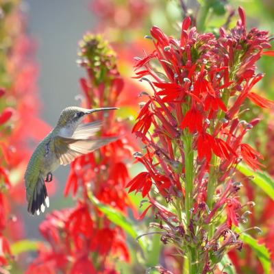 Landscaping for Birds