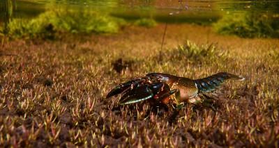 C6.2 Mountain Spiny Crayfish