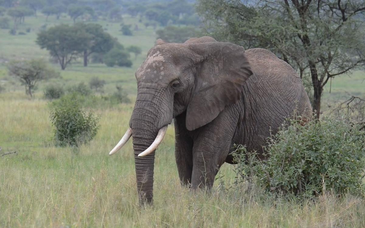 African elephant: strong, smart, but vulnerable