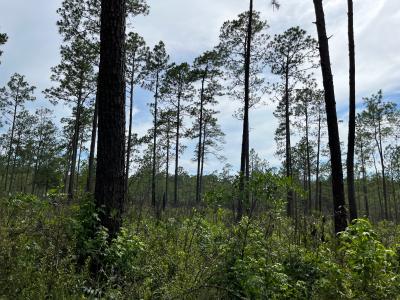 The Long-Lived Longleaf Pine Ecosystem