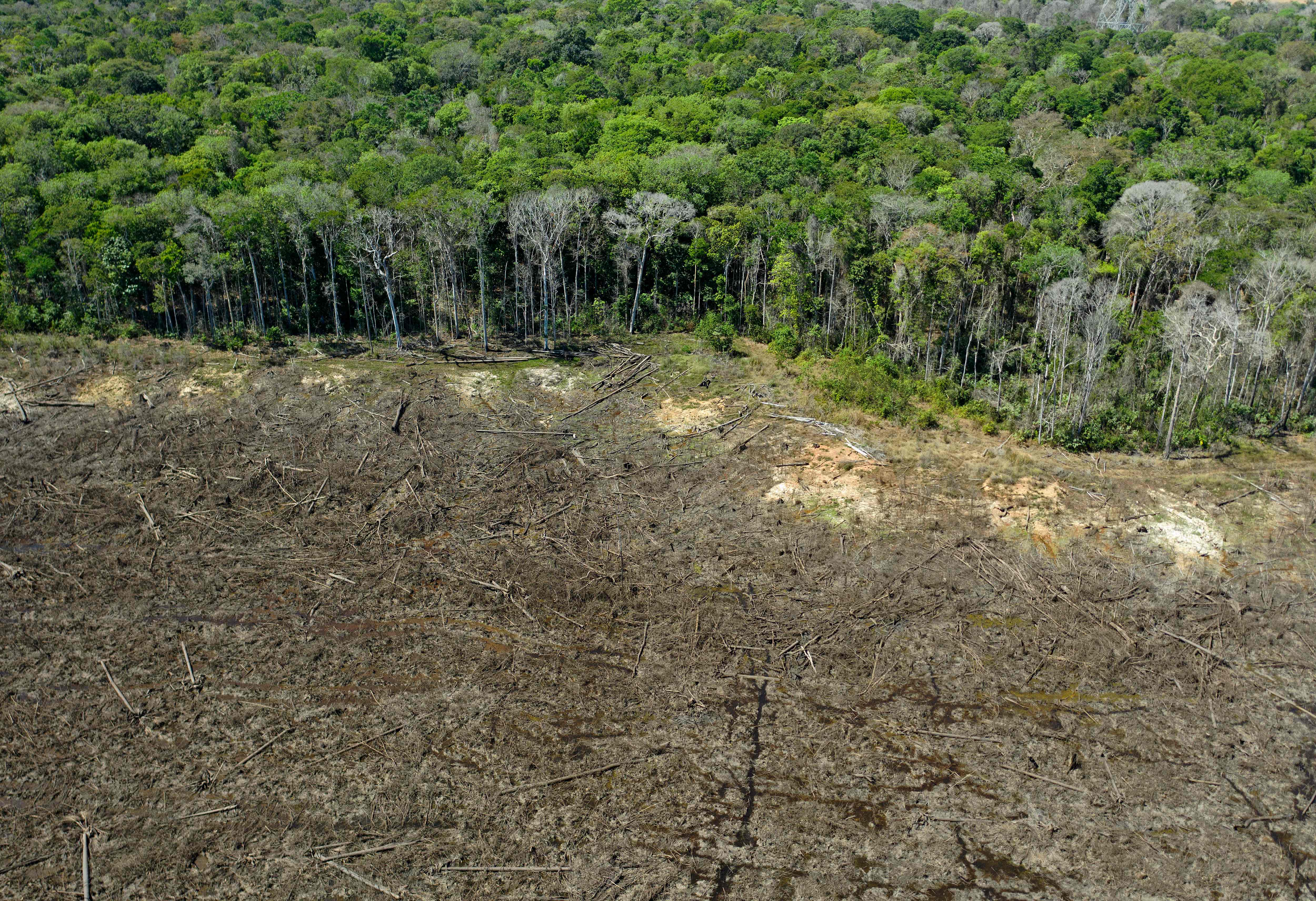 South America Deforestation