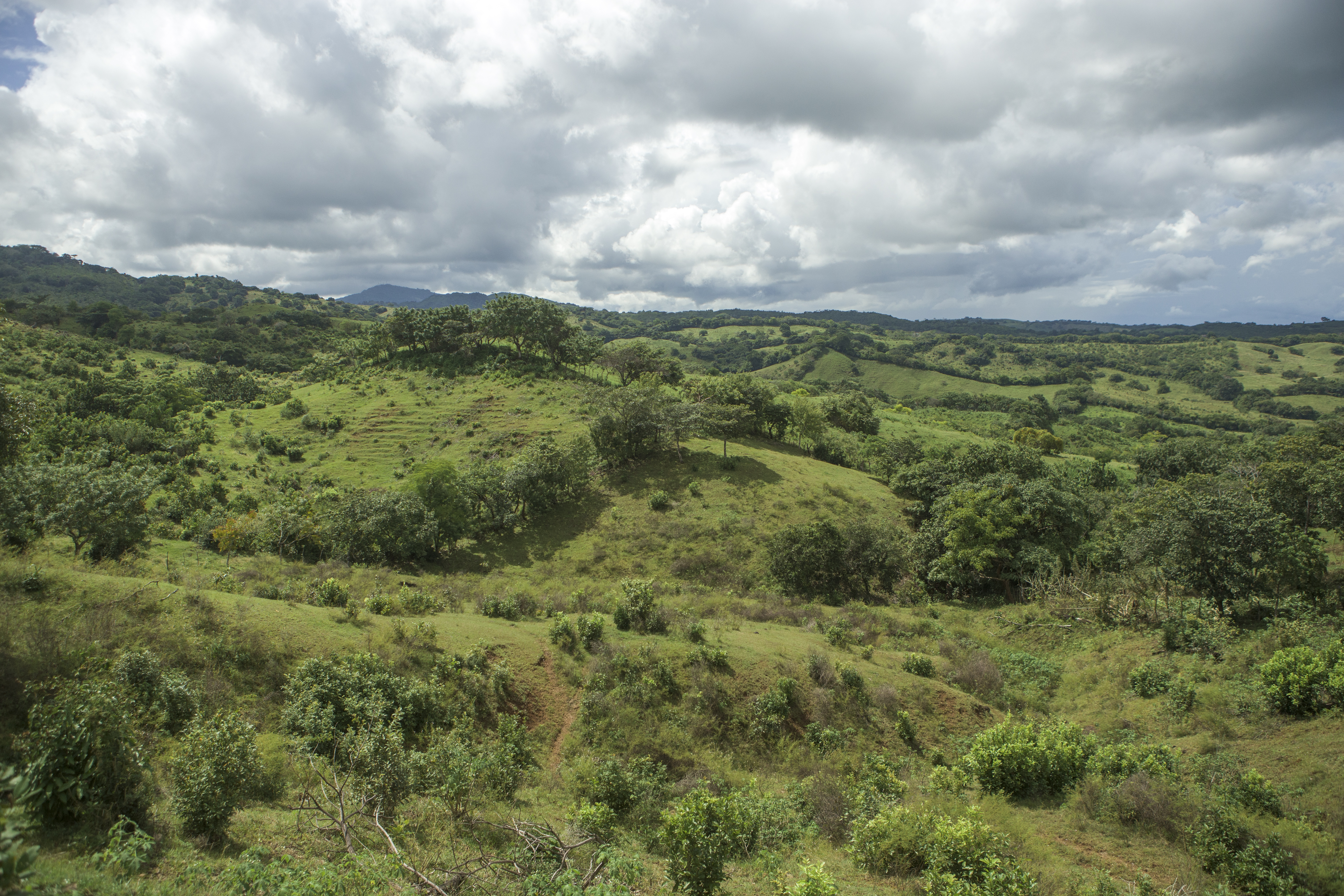 plantas y animales del bosque seco tropical