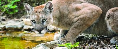 The Florida Panther