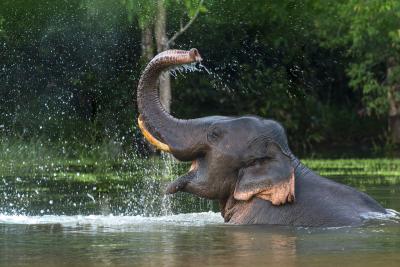 Rapid Wildlife Reporter