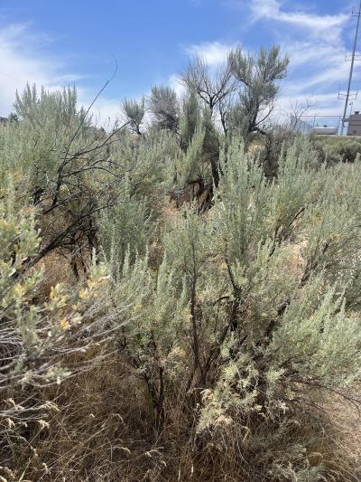 Sagebrush Steppe Stabilization and Rehabilitation