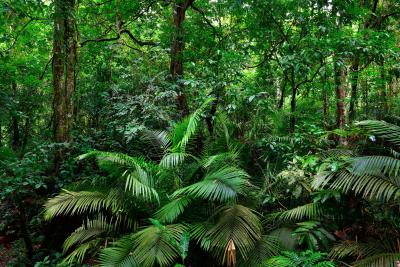 Tropical Moist Forests