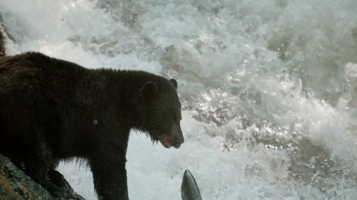 Bear Carcass Found on Washington Beach '100% a Grizzly,' But Where