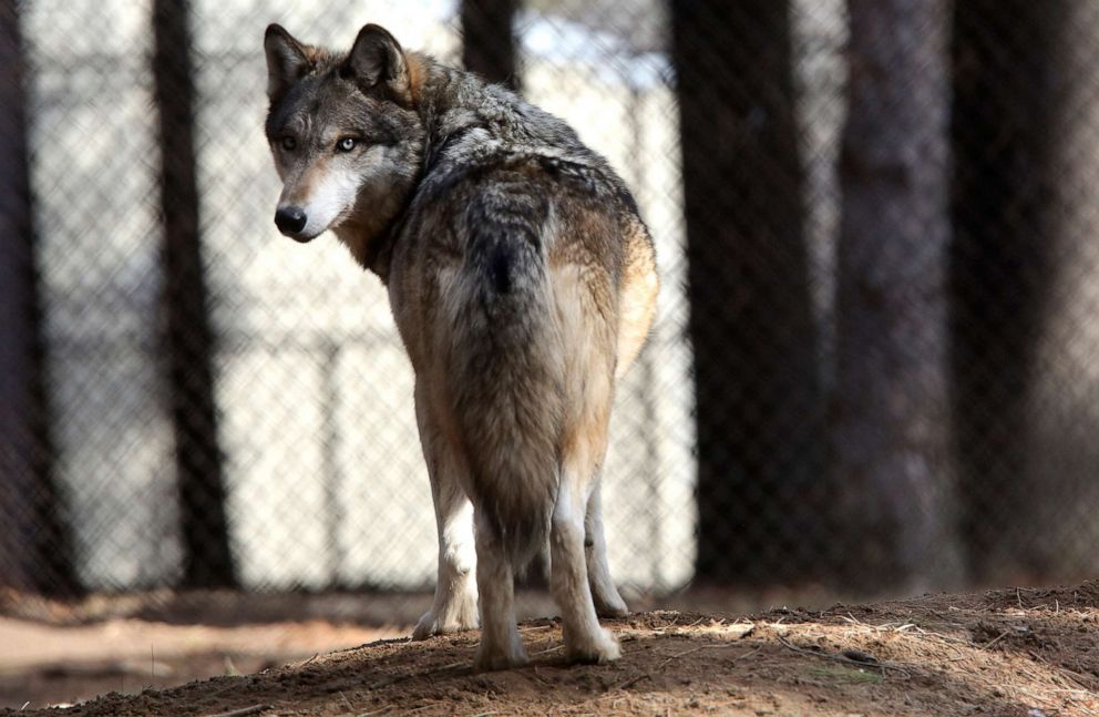 How Do Coloradans Feel About The Reintroduction Of Wolves?