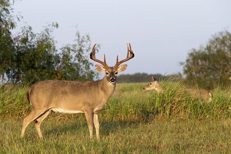 Texas Whitetail Deer Home Range Analysis   CW8HiRQTefrLu8AG7HG7V 