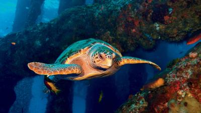 Nesting Sites and Range of the Kemp's Ridley Sea Turtle