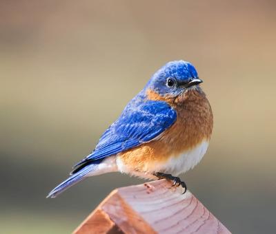 Birds in New Hampshire.