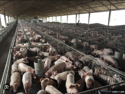 Concentrated Animal Farm Operation(CAFO) Waste Pollution