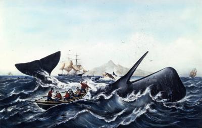 The Effects of Whaling