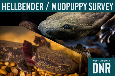 Hellbender and Mudpuppy Survey