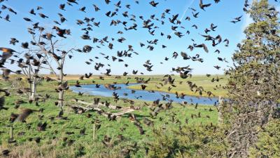 Using Spraying Drones To Haze Nuisance Blackbird Flocks