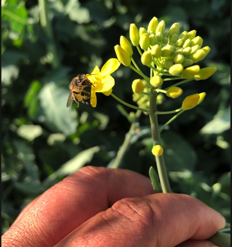 Edible Madison  Bees + Humans: A New Era of Interdependence